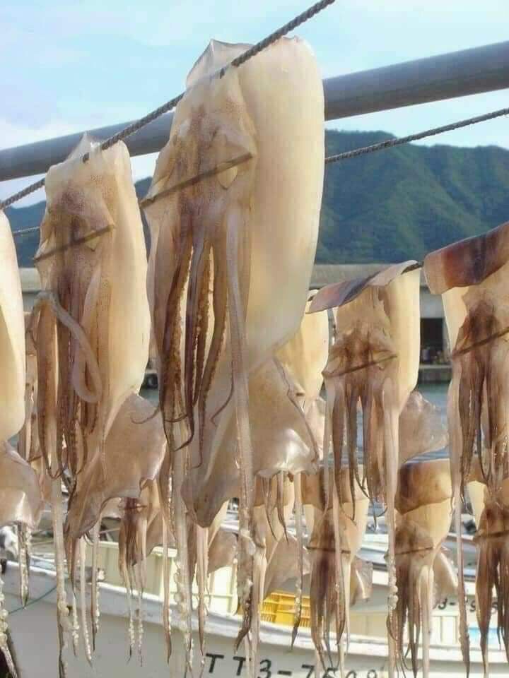 Mực 1 nắng Cô Tô