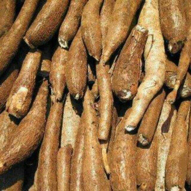 Củ khoai mì ruột vàng dẽo thơm 5kg