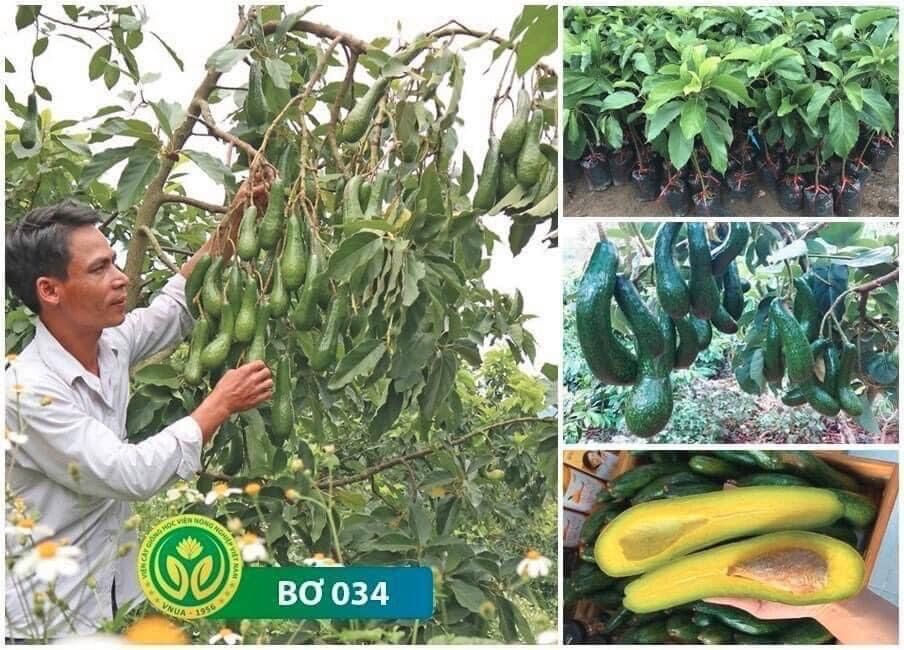 Cây giống bơ 034