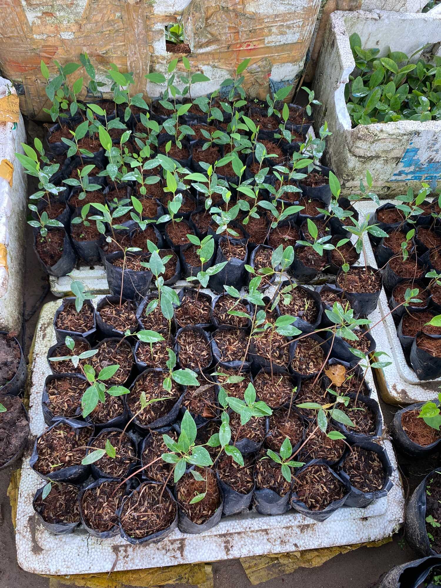 Cây bình bát ( cây giống )