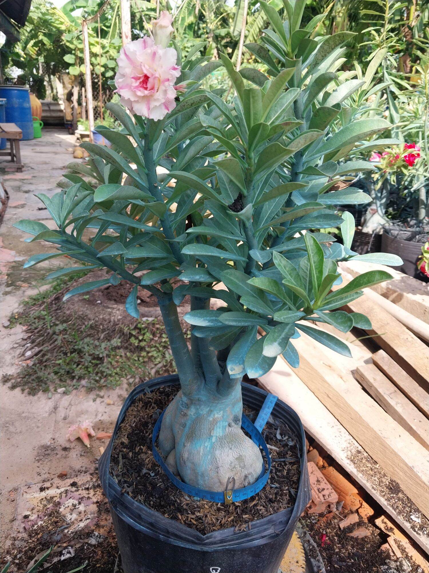 Sứ Thái ghép Củ rất to nhiều mặc hoa ( sip nhổ cây chỉ giao cây sứ )