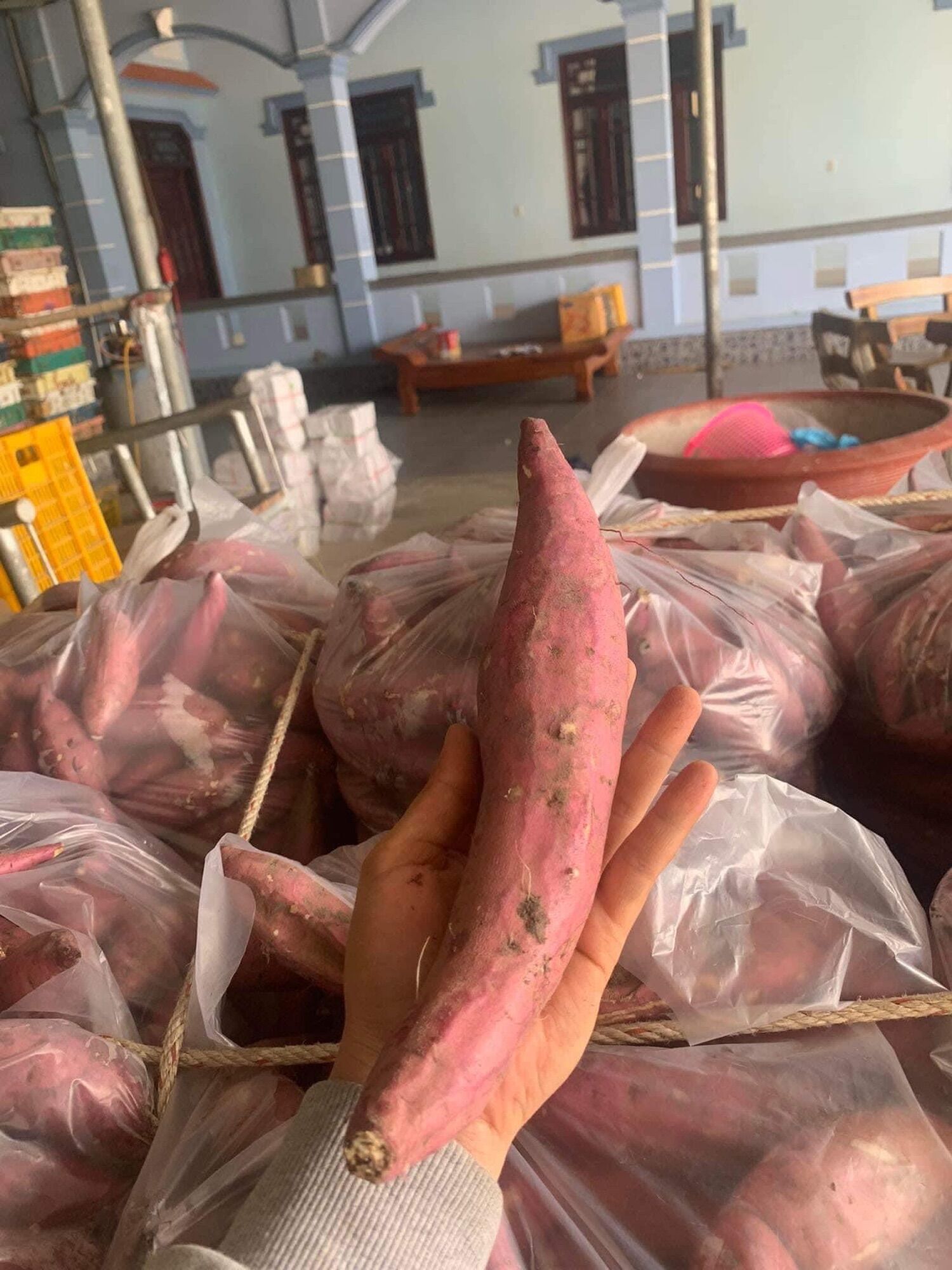 Combo 3kg Khoai Lang Campuchia (Khoai lang hồng đào)