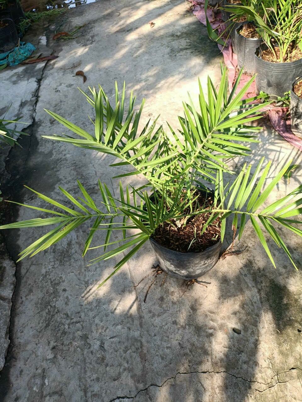 Cây Giống Chà Là DuBai