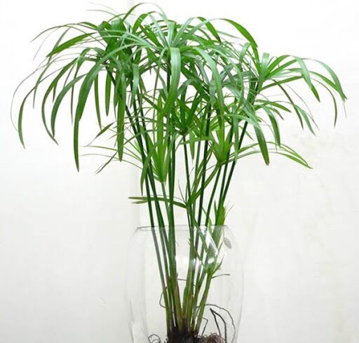 Cây thuỷ trúc lọc nước