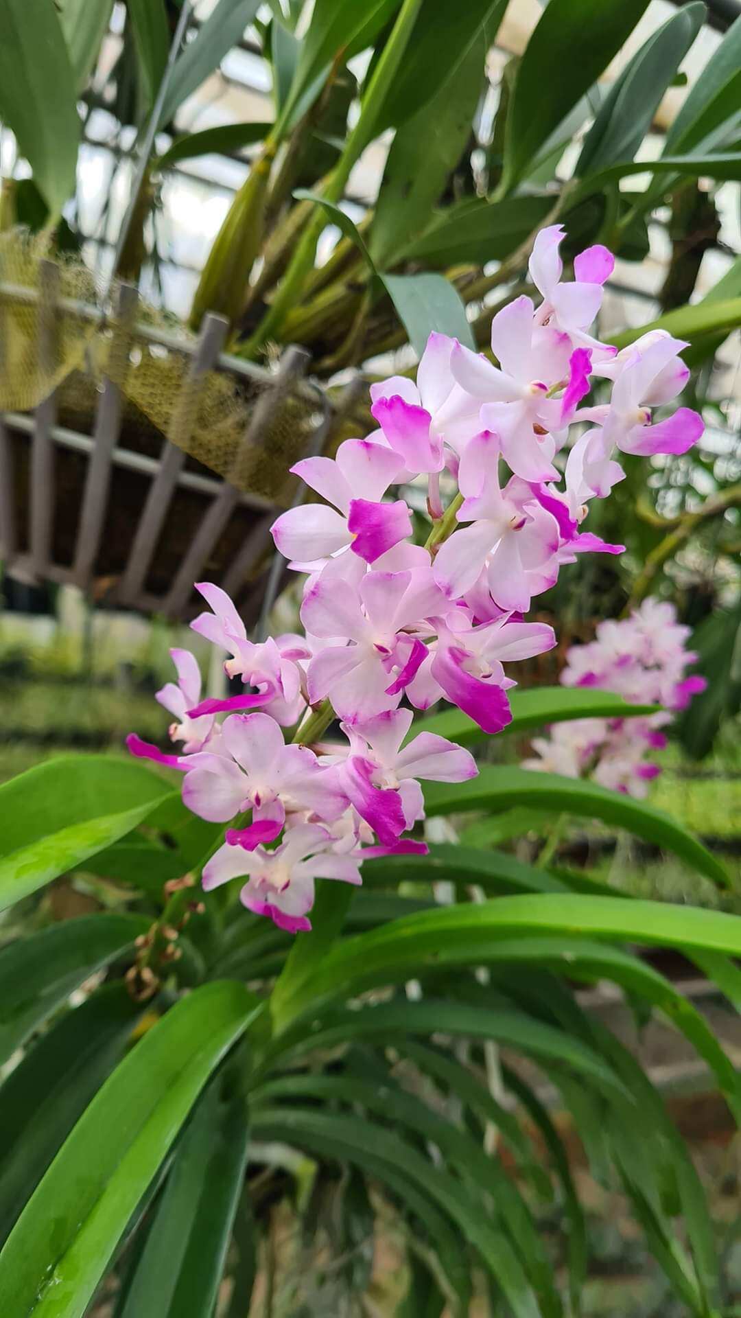 Hải yến cây trưởng thành sắp hoa