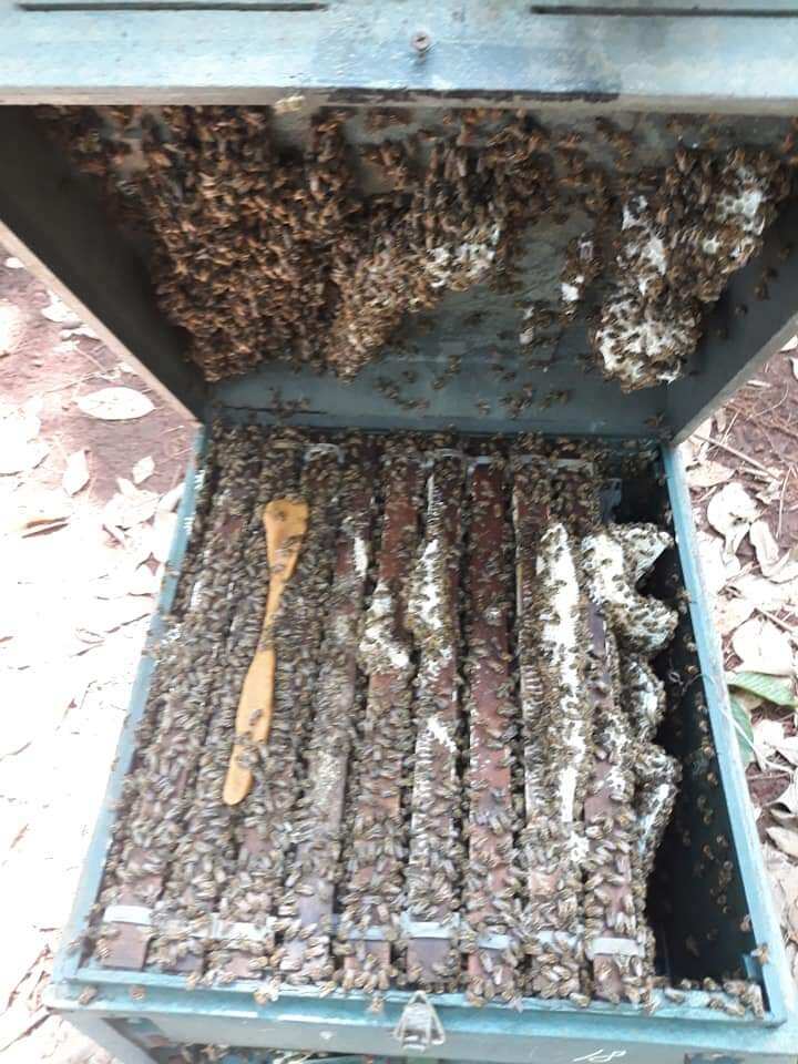 Mật ong hoa cà phê Lâm Đồng