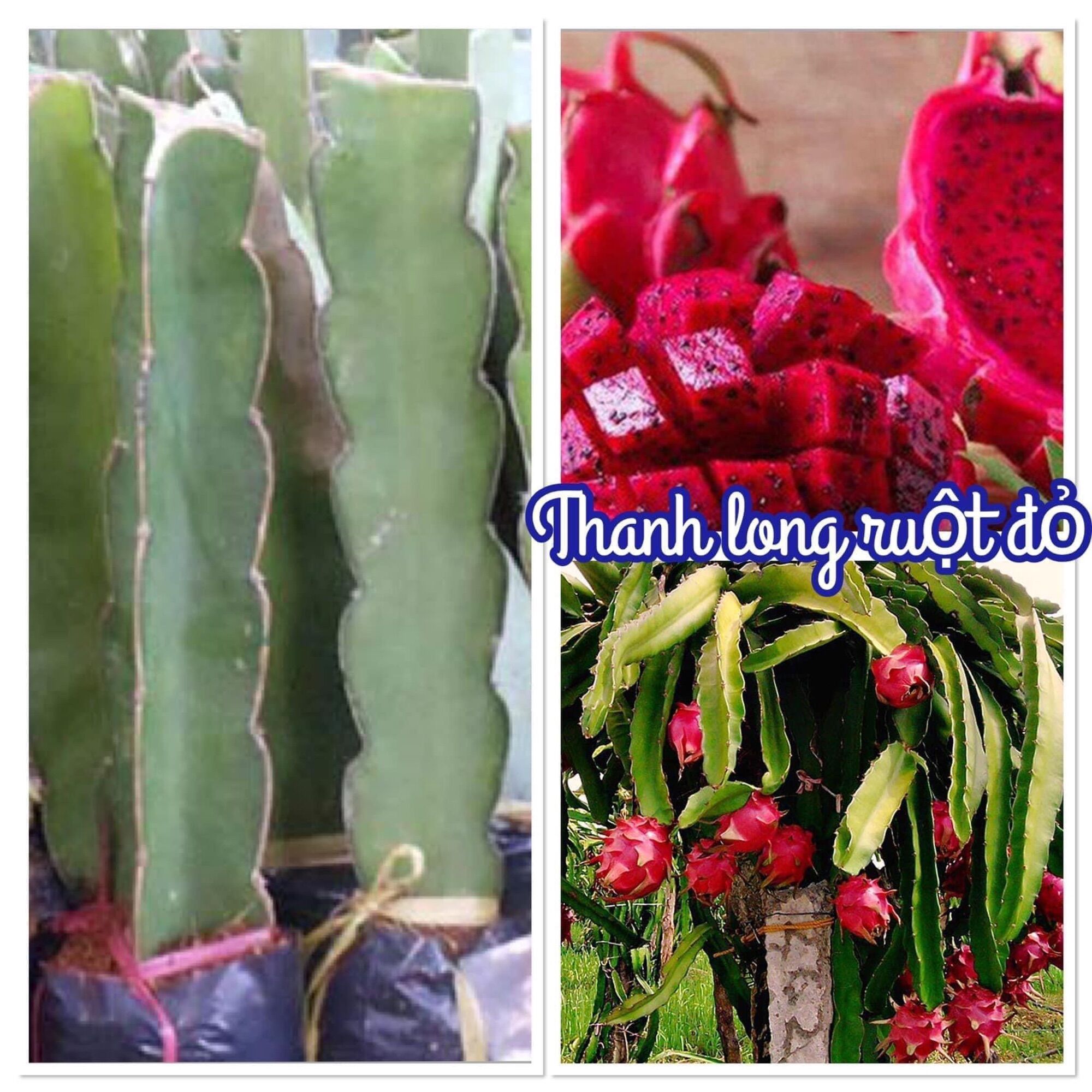 Cây thanh Long ruột đỏ