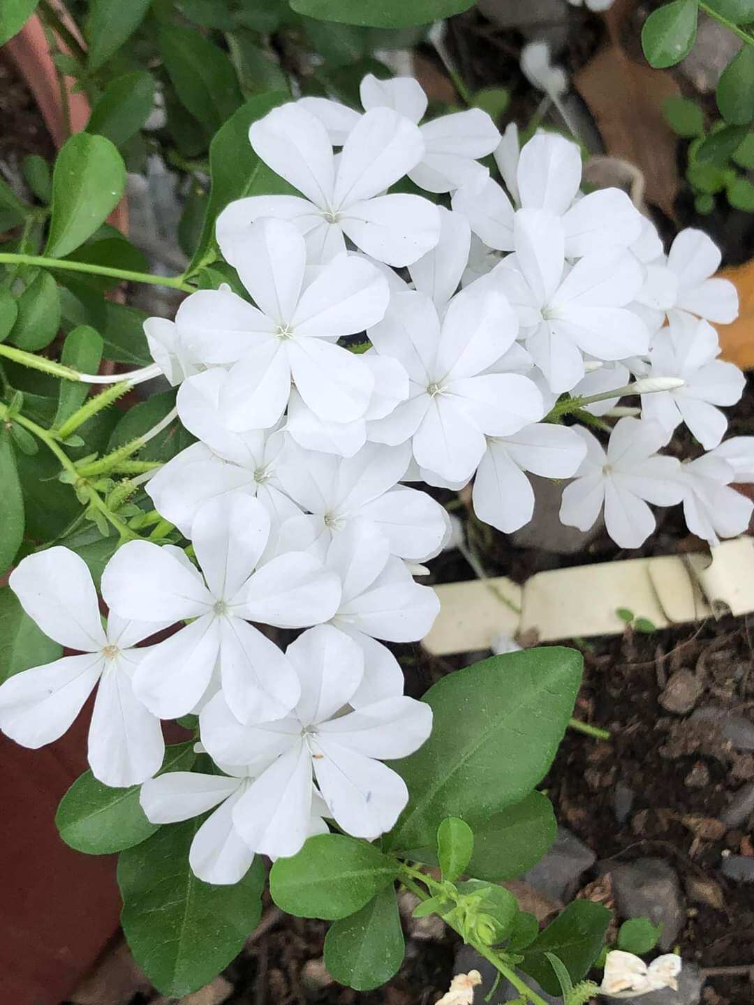 Chậu cây hoa bạch xà, đuôi công hoa trắng, white plumbago