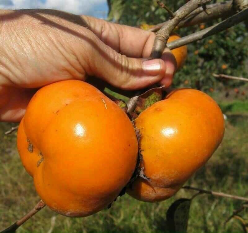 CÂY GIỐNG HỒNG GIÒN KHÔNG HẠT