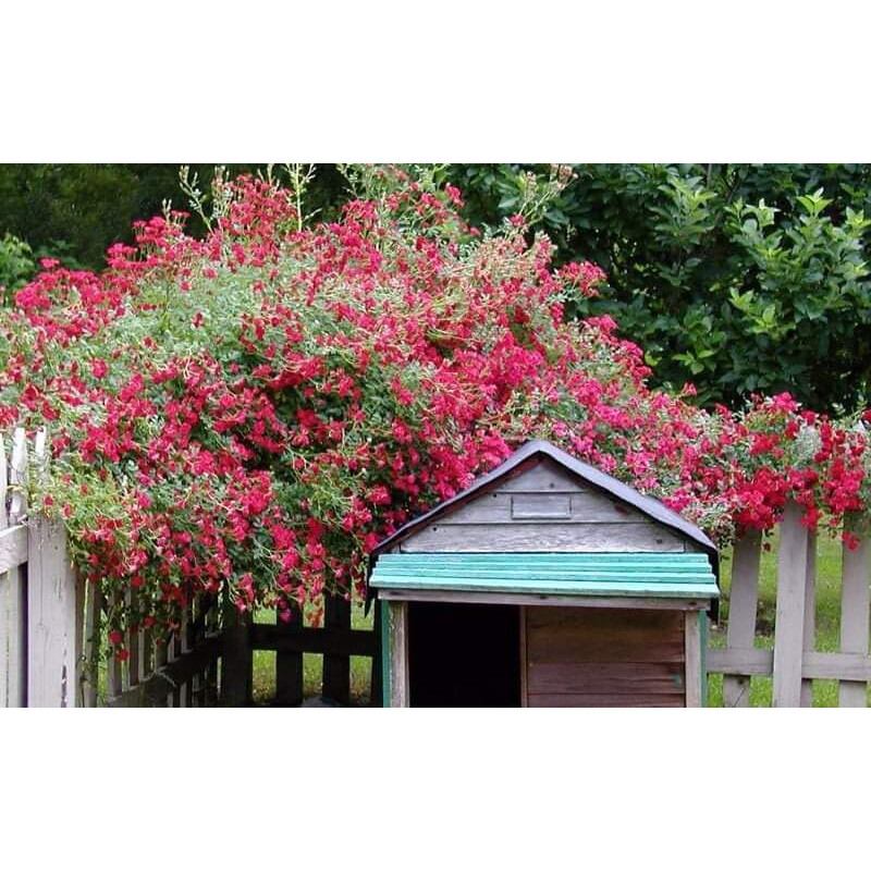 Cây giống hoa hồng leo red cascade