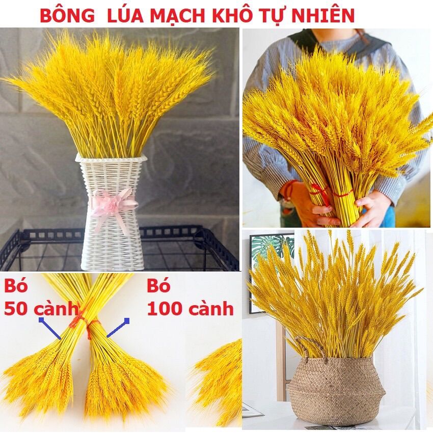 Bông lúa tài lộc may mắn, trang trí nhà cửa, bông lúa mạch khô vàng hàng đẹp