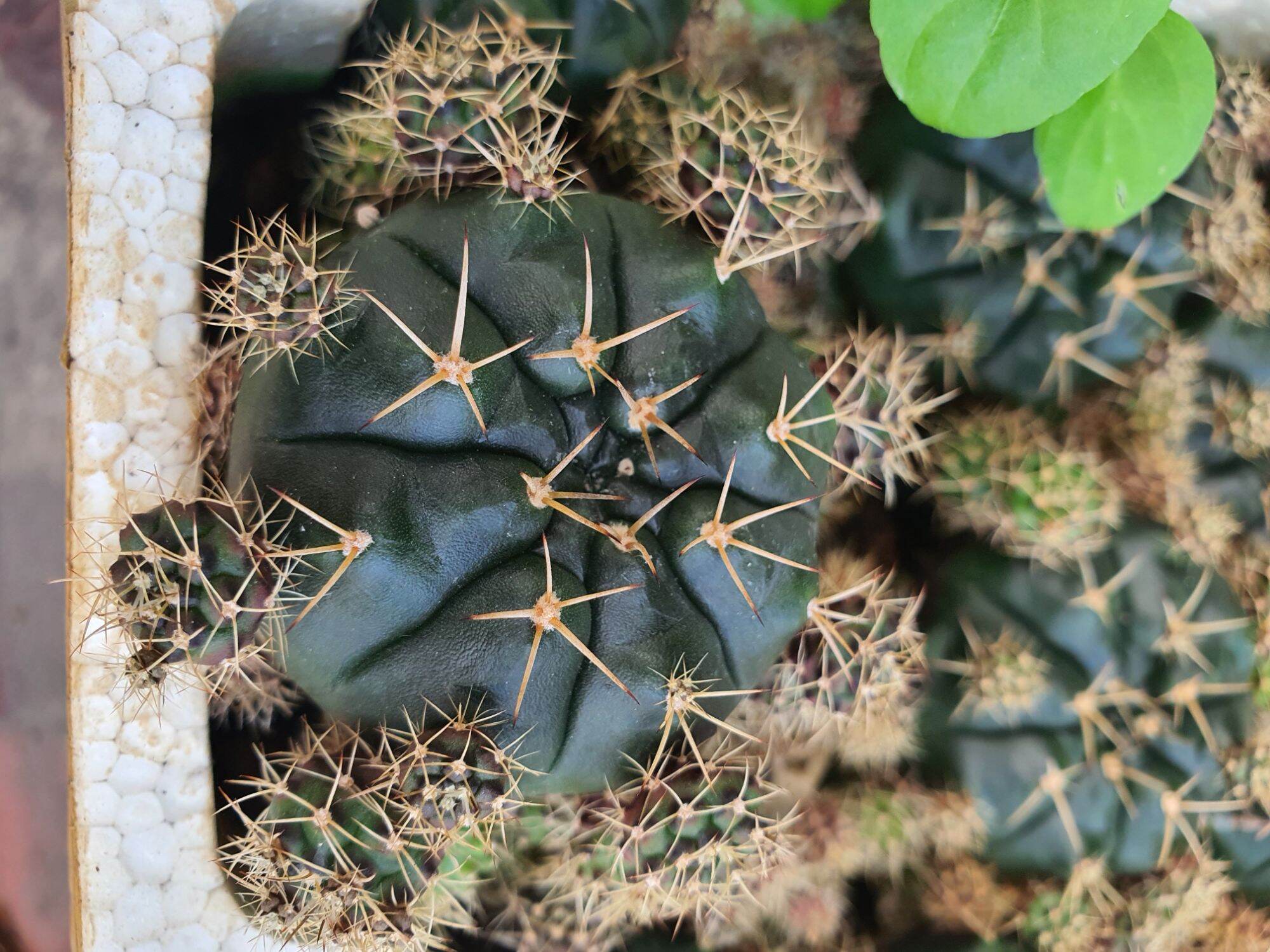Xương rồng Damsi