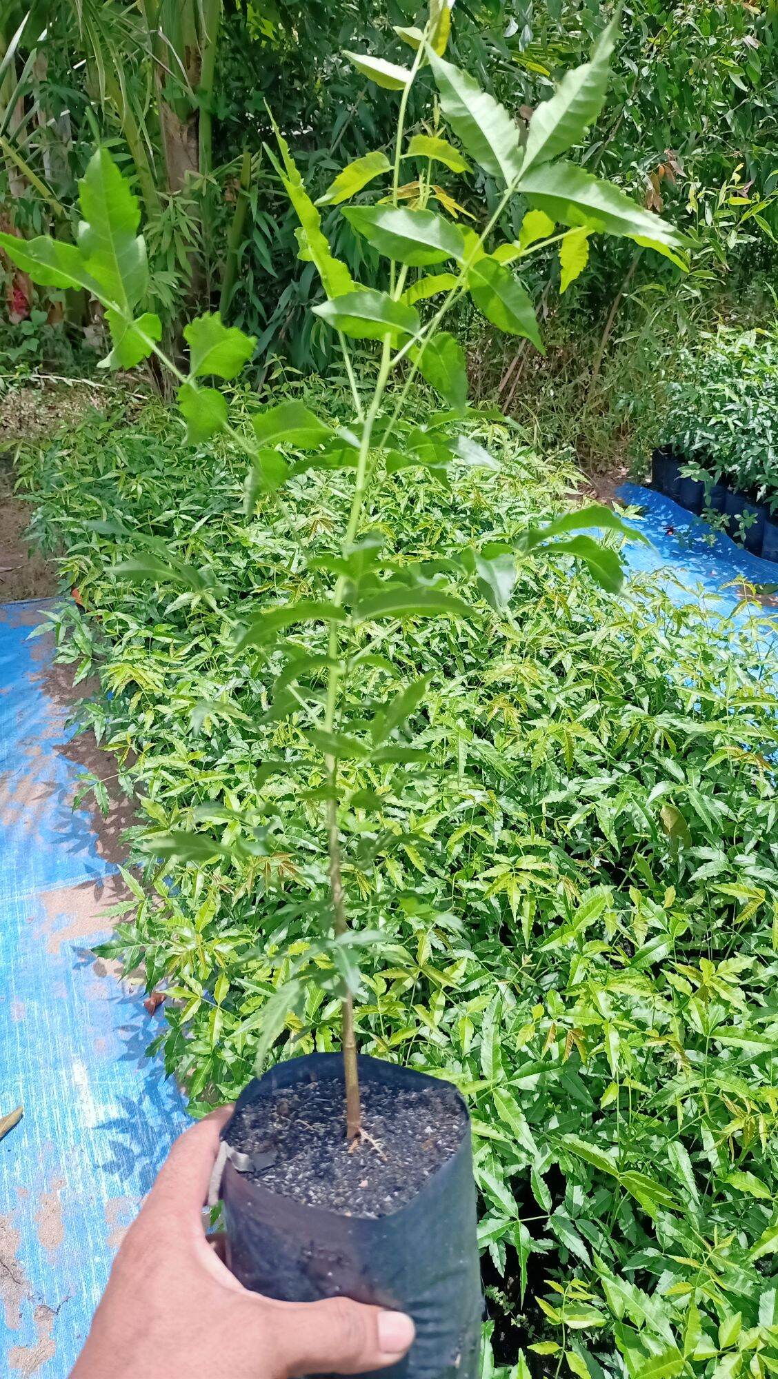 Sầu đâu ăn lá combo 2cây