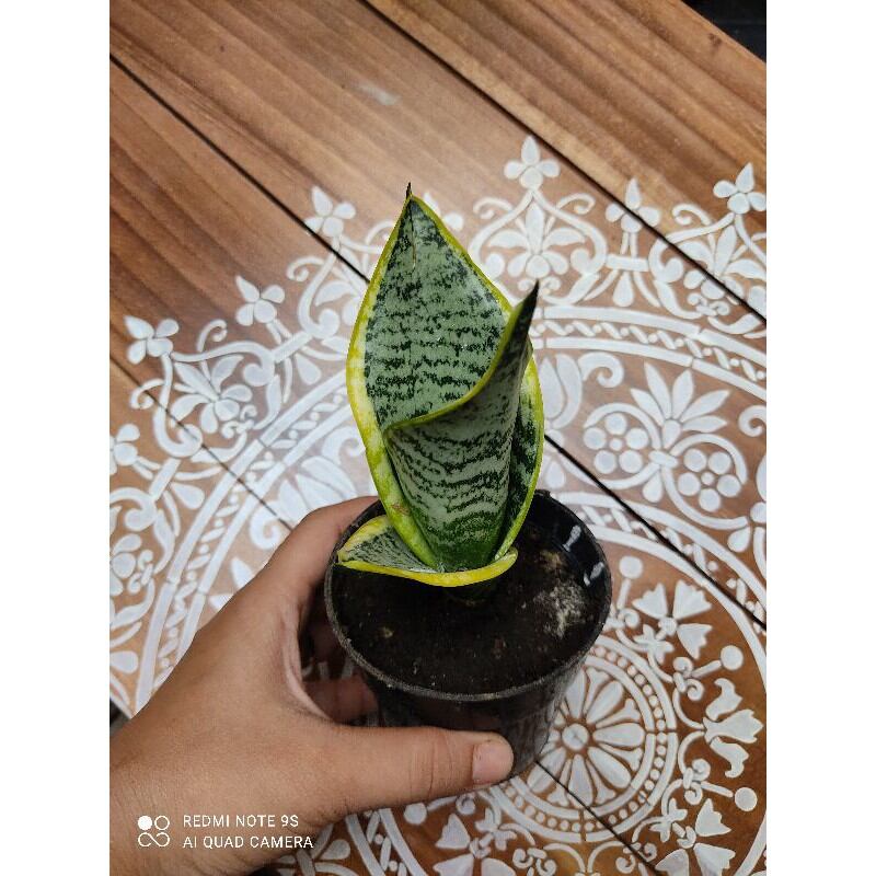 Lưỡi hổ thái lùn size nhỏ