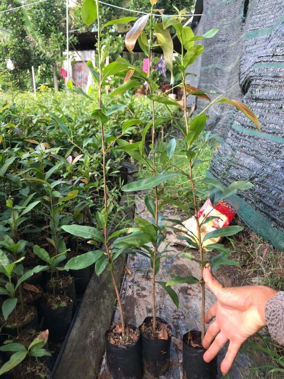 10 Cây mai con quấn rễ từ 80cm đến 100cm