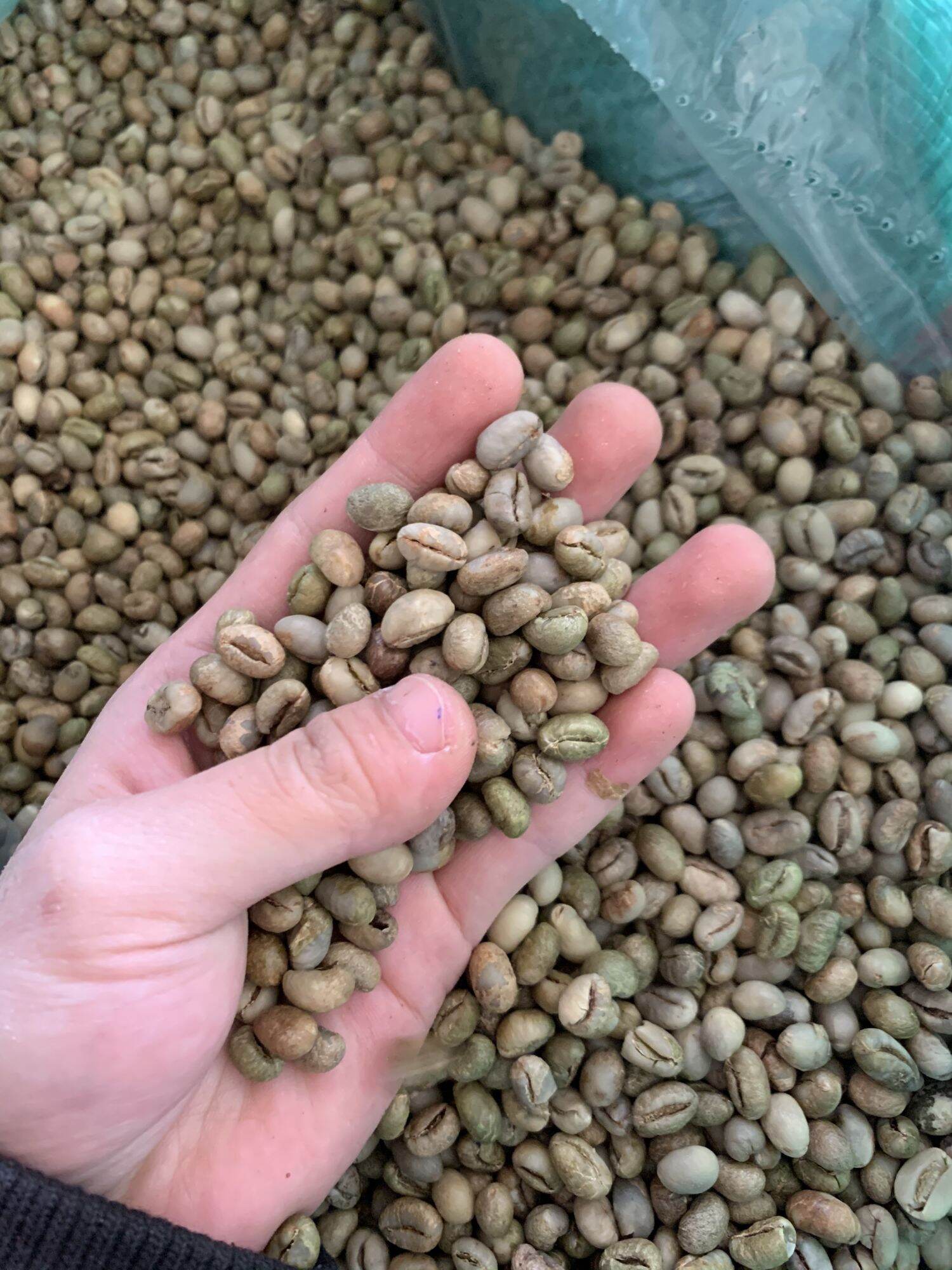 Cafe nhân sống tuyển chọn Culi robusta 1kg