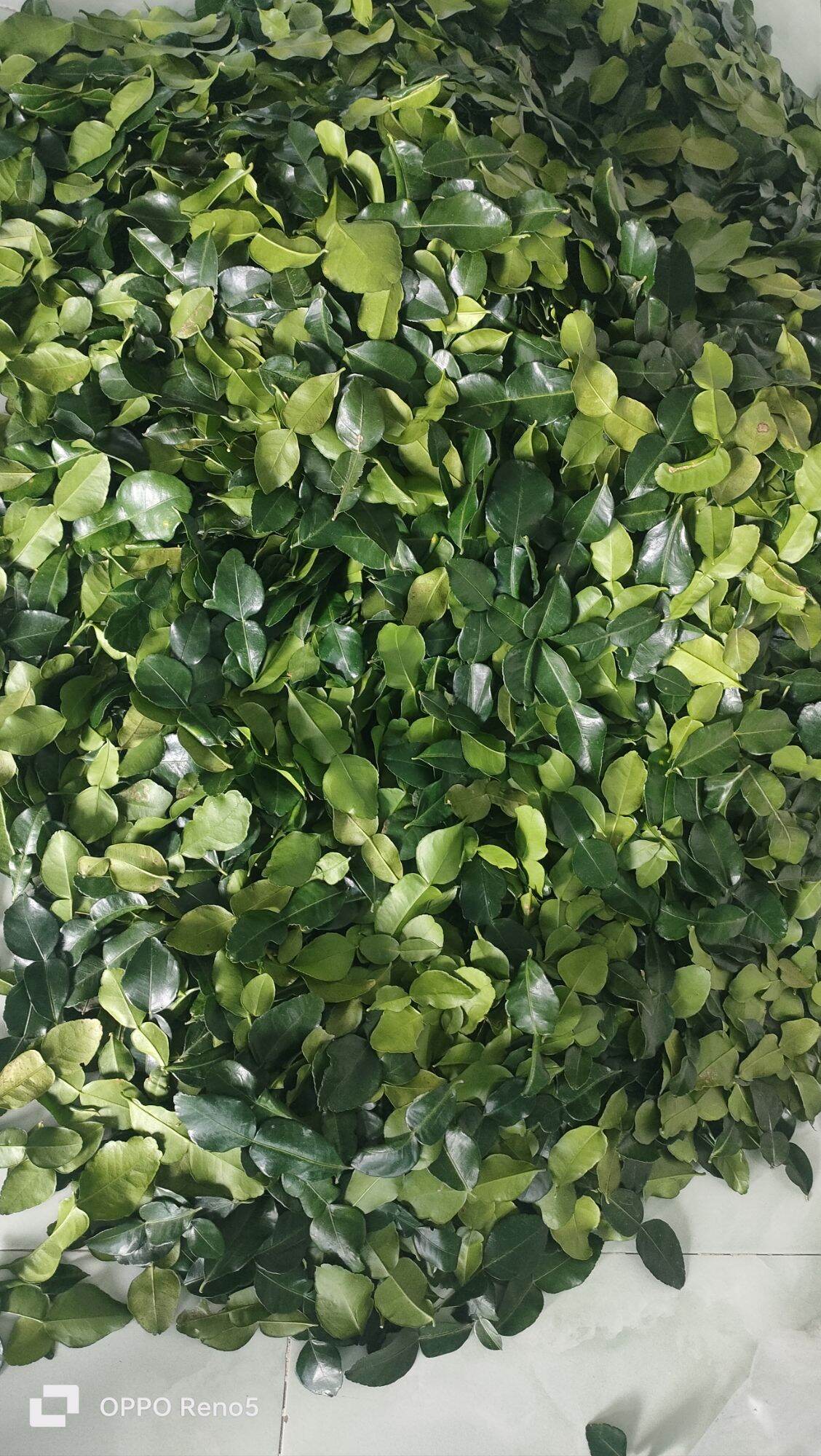 Lá chúc. Lá chanh thái. Nửa kg.