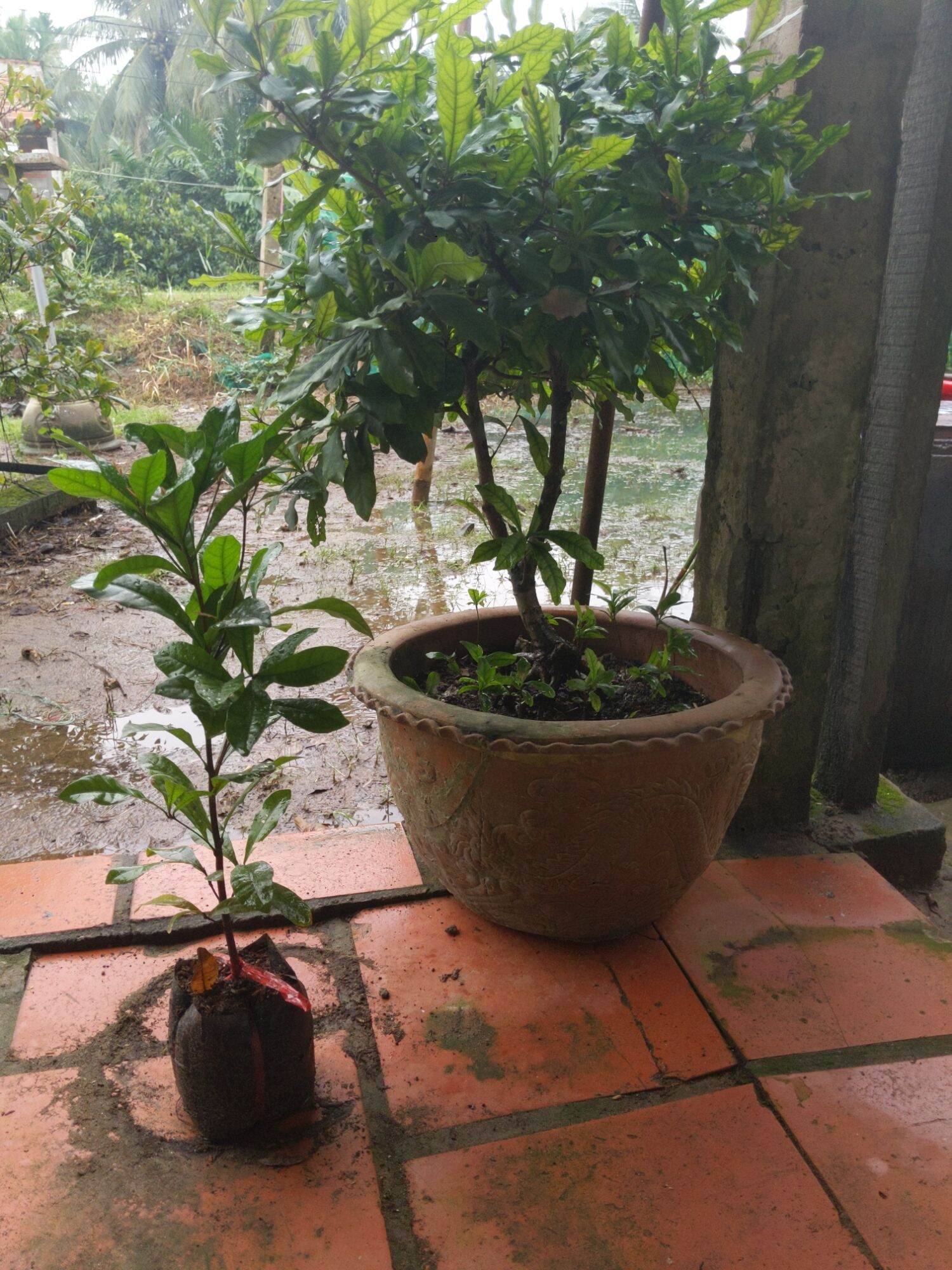 Cây giống Cây Thần kì