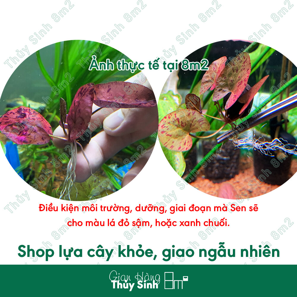 01 củ sen tiger, cây sen thủy sinh | cây thủy sinh cắm nền | 8m2