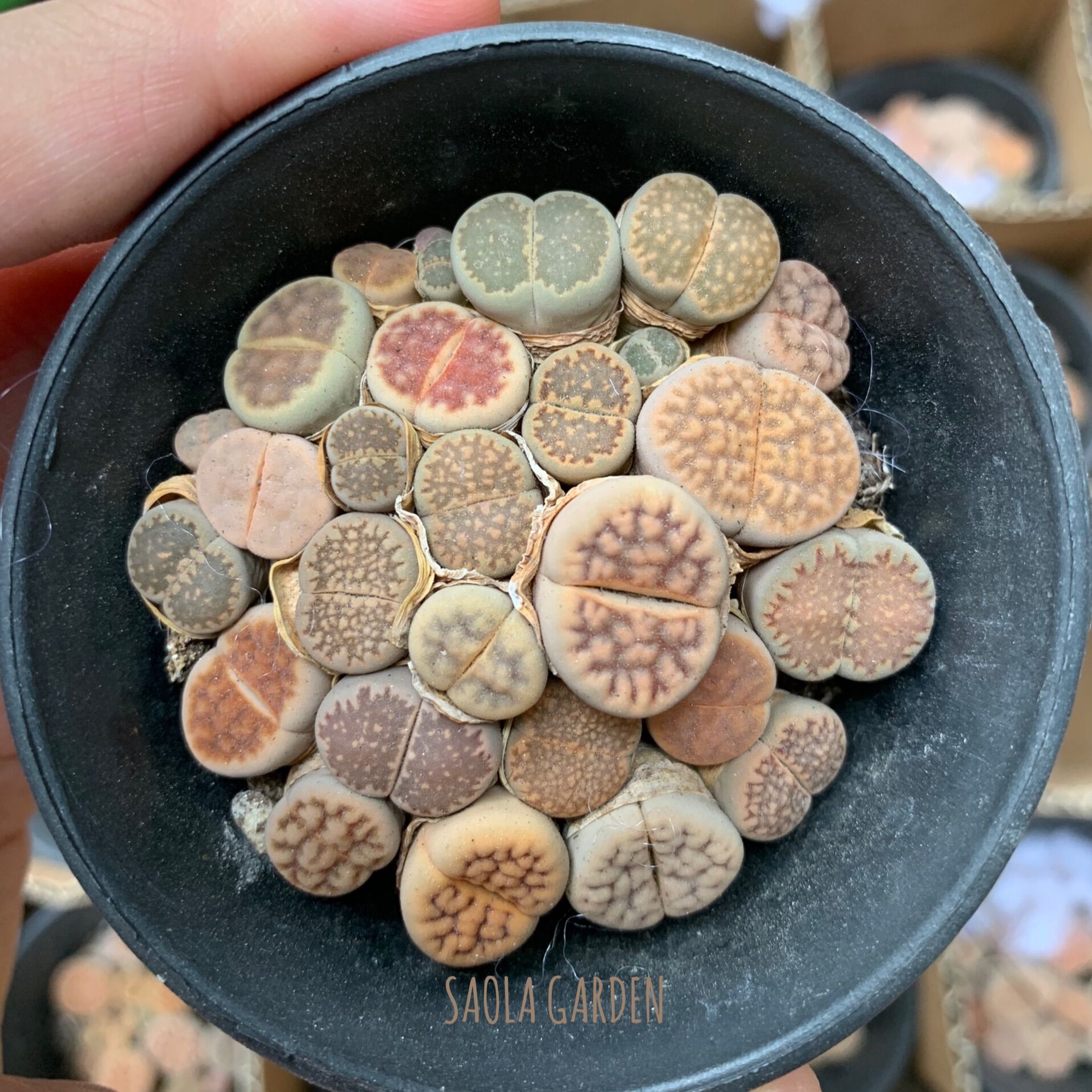 HÀNG MỚI VỀ ! Sen đá Lithops mini - Sen mông / Thạch Lan - Bầu 20-35 cây - Sen đá độc lạ trong nhà