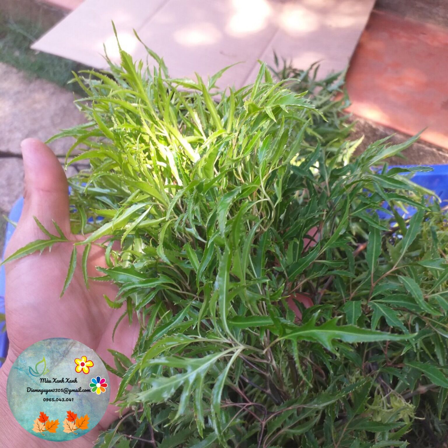 Lá tươi đinh lăng lá nếp 30k/kg.