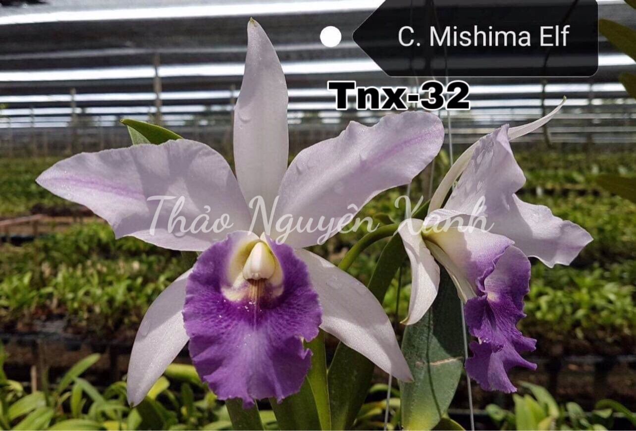 Tnx32 - lan cattleya hoa tím mishima elf - cây con