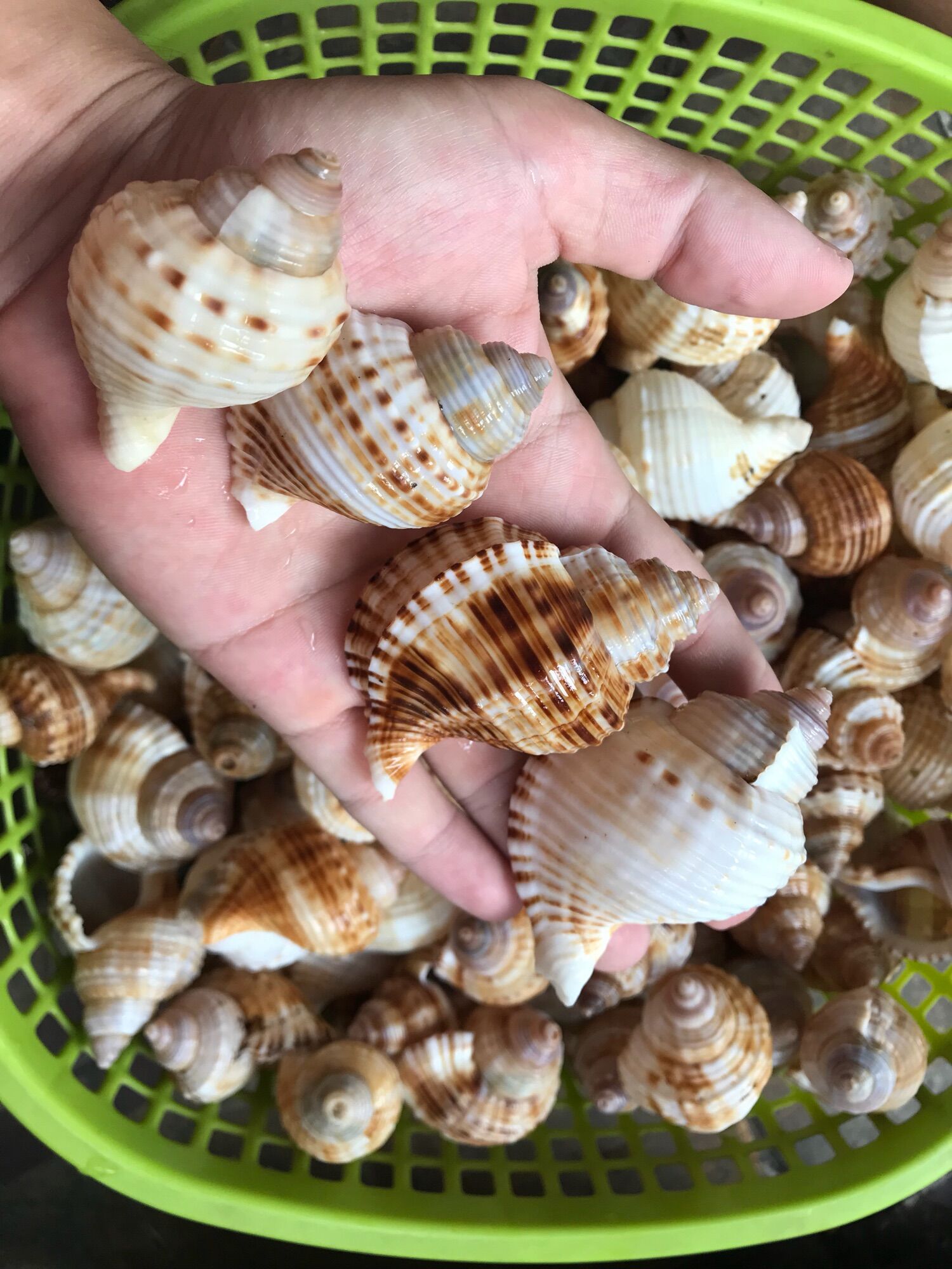 Vỏ ốc Size M++