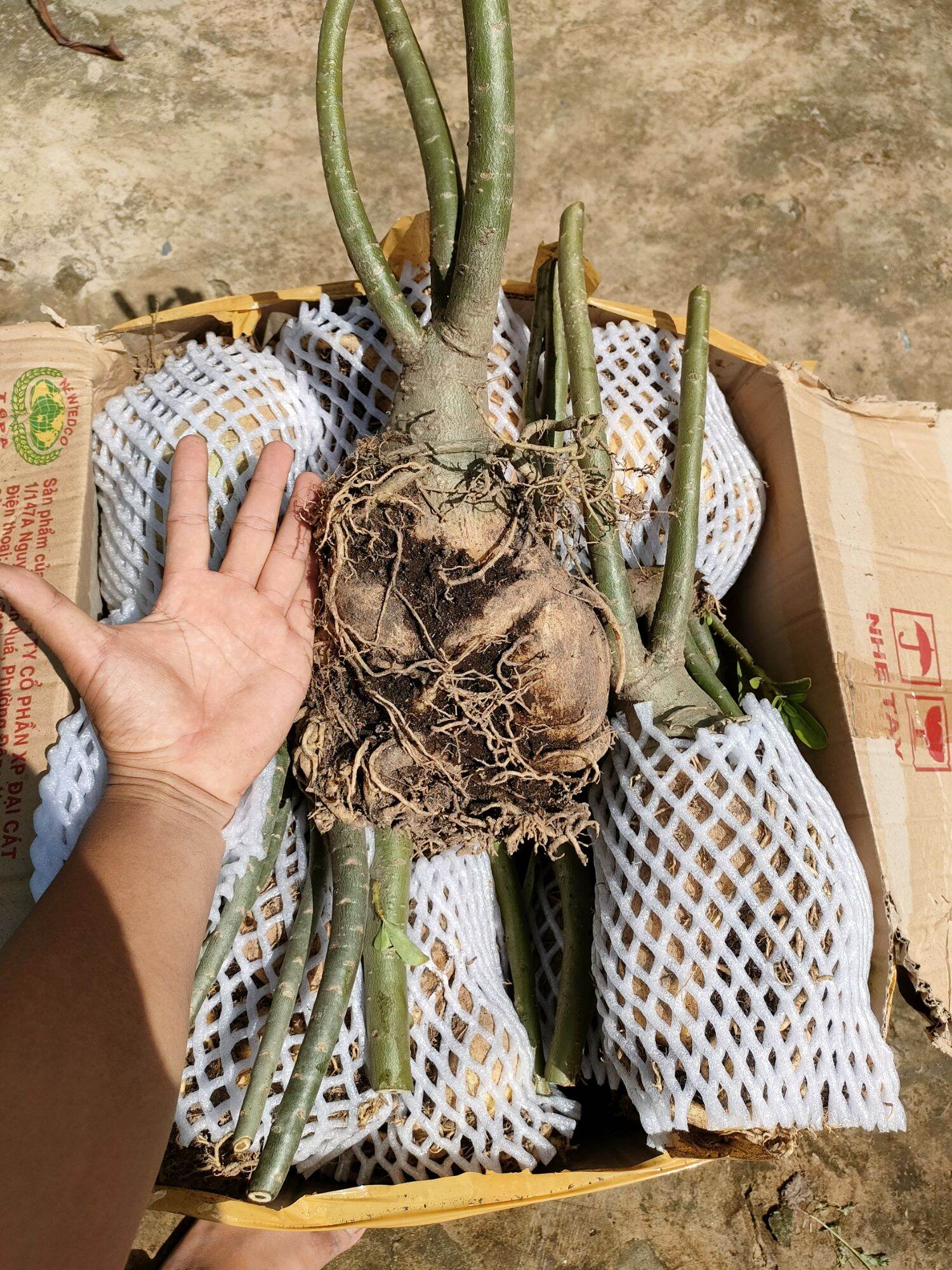 Củ hoa sứ thái
