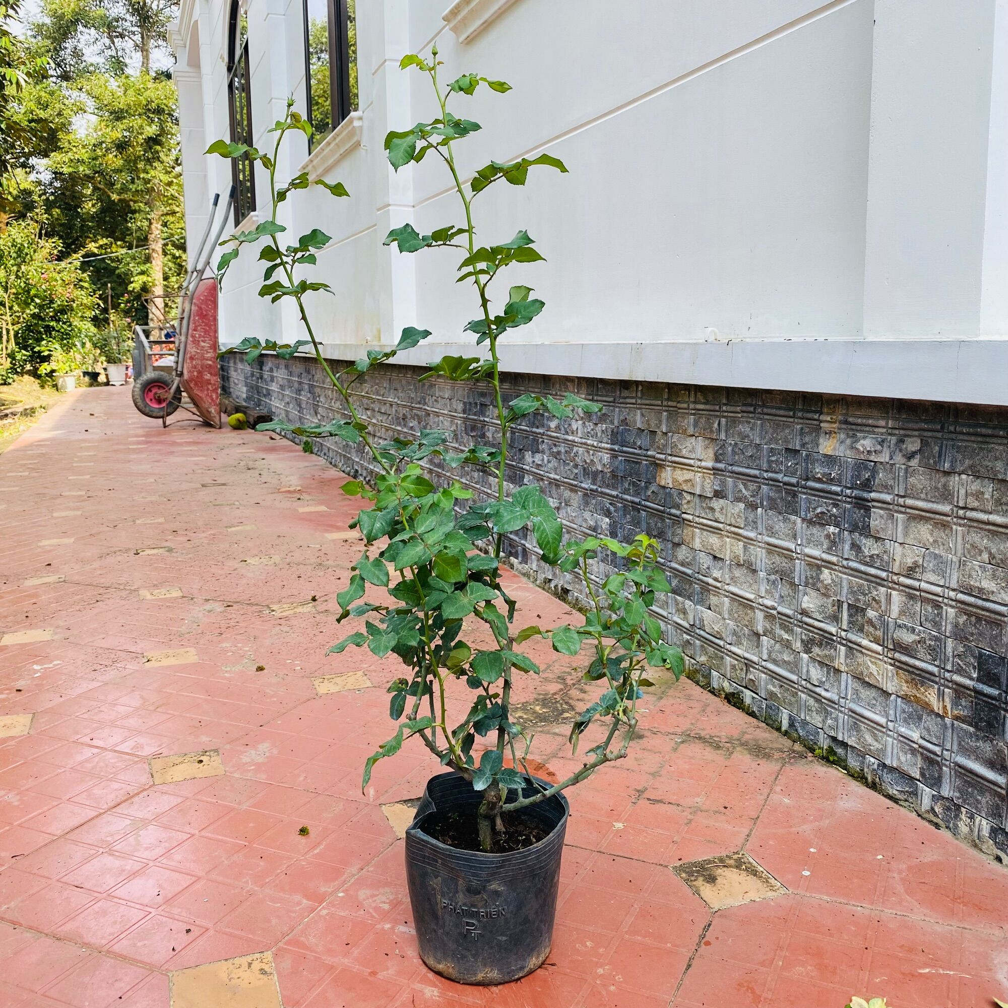 Hoa hồng leo Constance Rose - hoa chùm