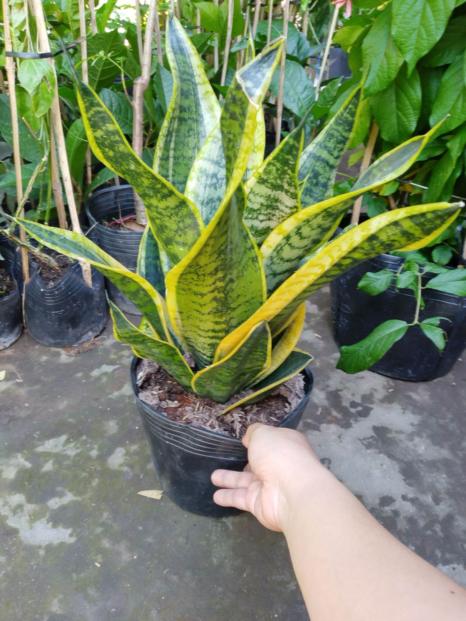 Cây khủng Lưỡi hổ viền vàng Nhật lùn, gửi cây rễ trần