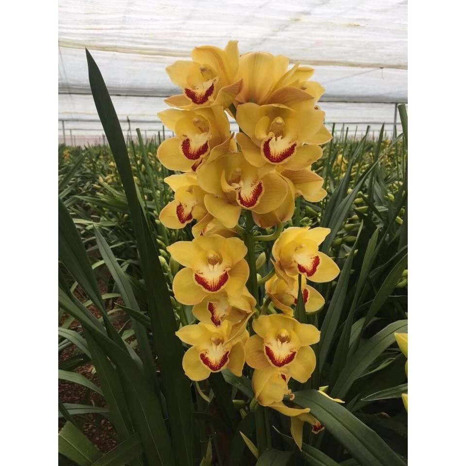 Địa lan sato(1 củ to tặng kèm phân bón)