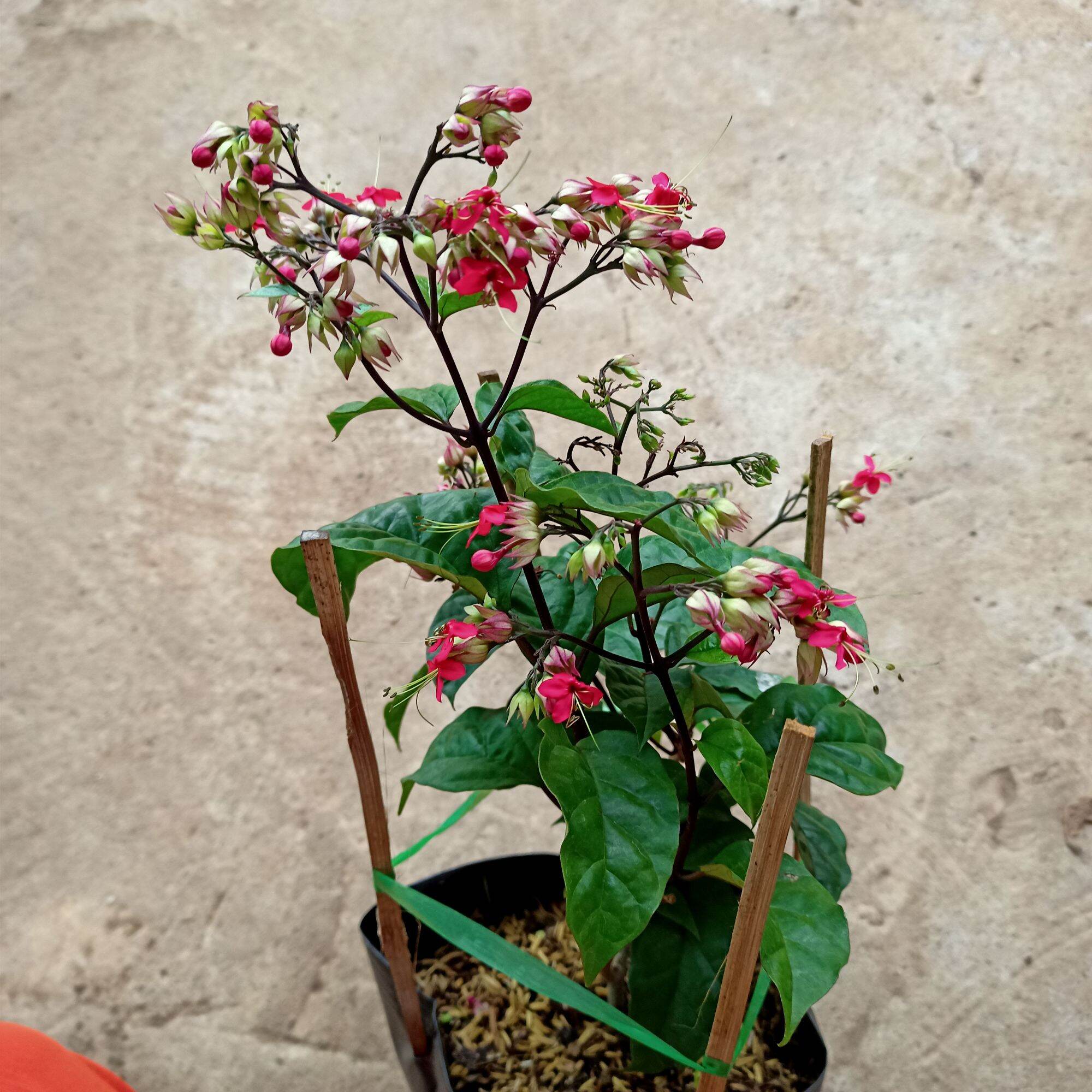 Chậu cây ngọc nữ hoa đỏ