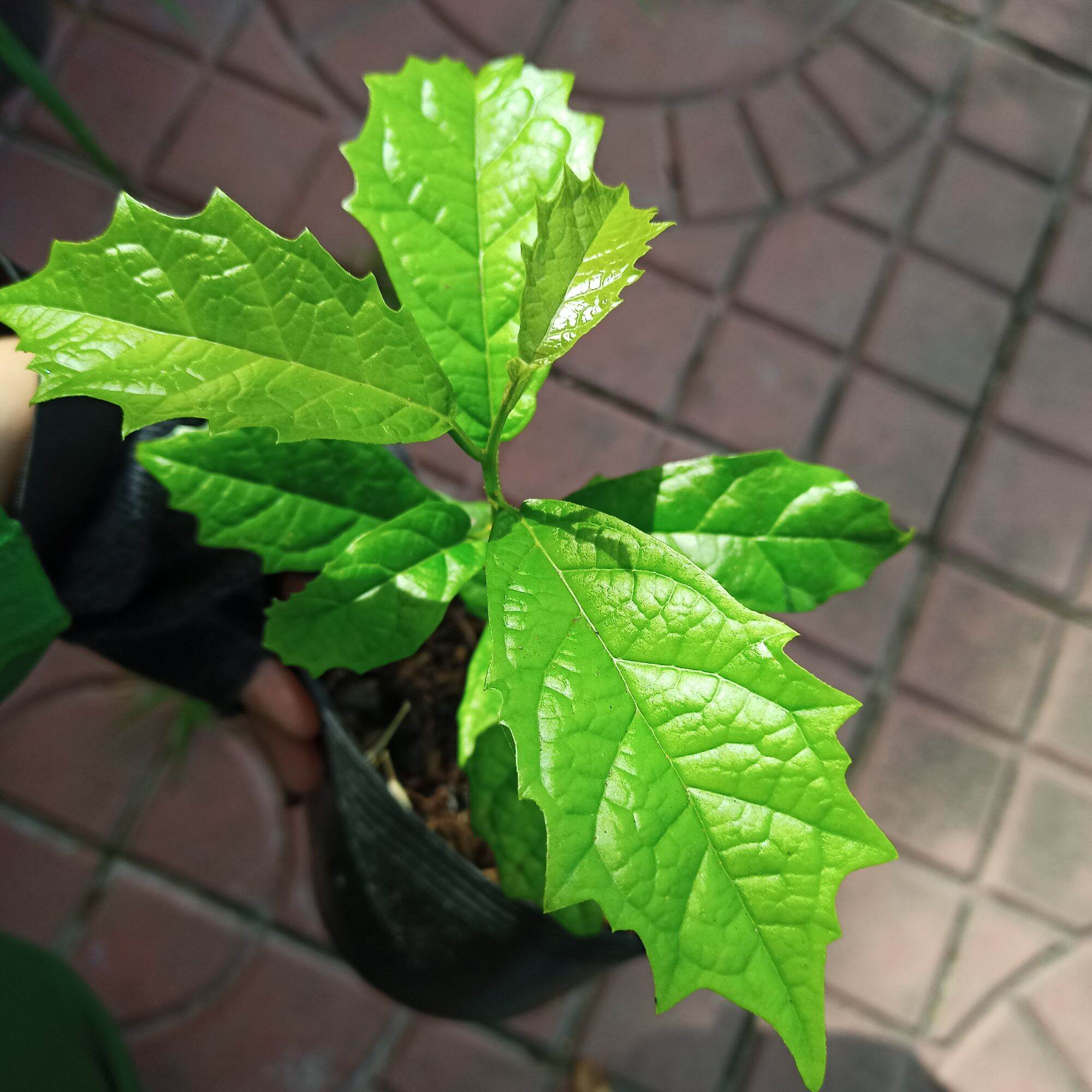 Cây giống xạ đen