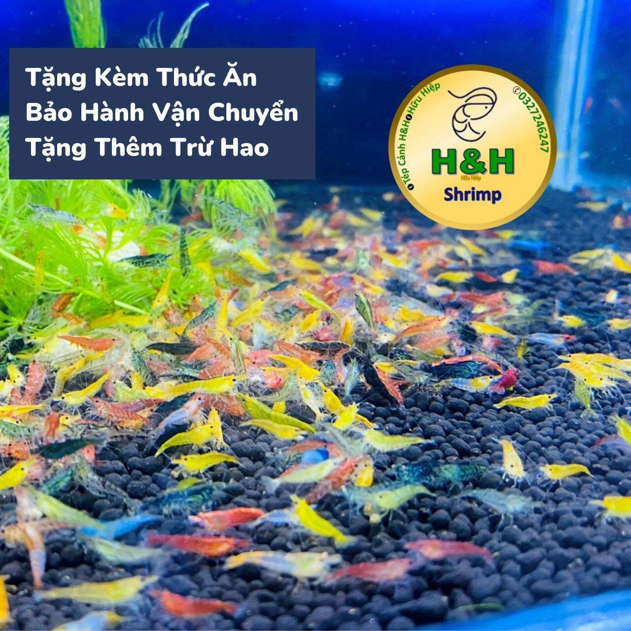tép cảnh loạn màu trang trí thuỷ sinh kt 1.0cm-1.5cm