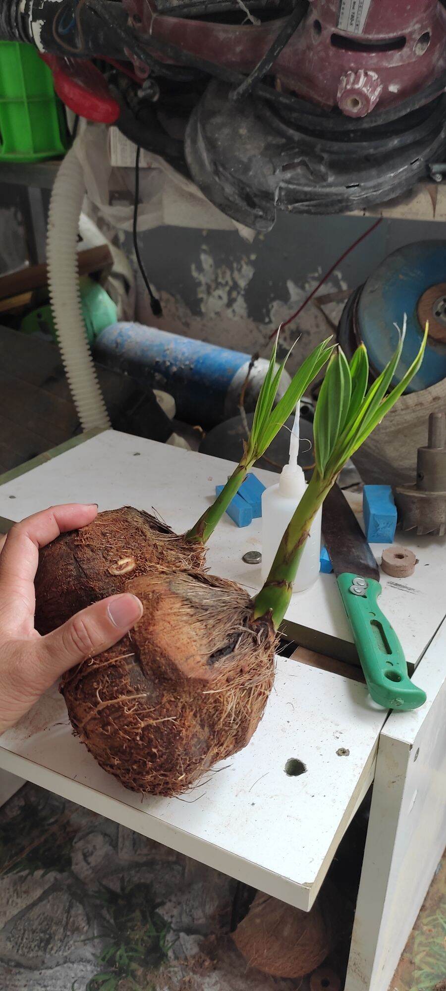 PHÔI DỪA BONSAI cây cảnh mini cây đã mọc lá chồi