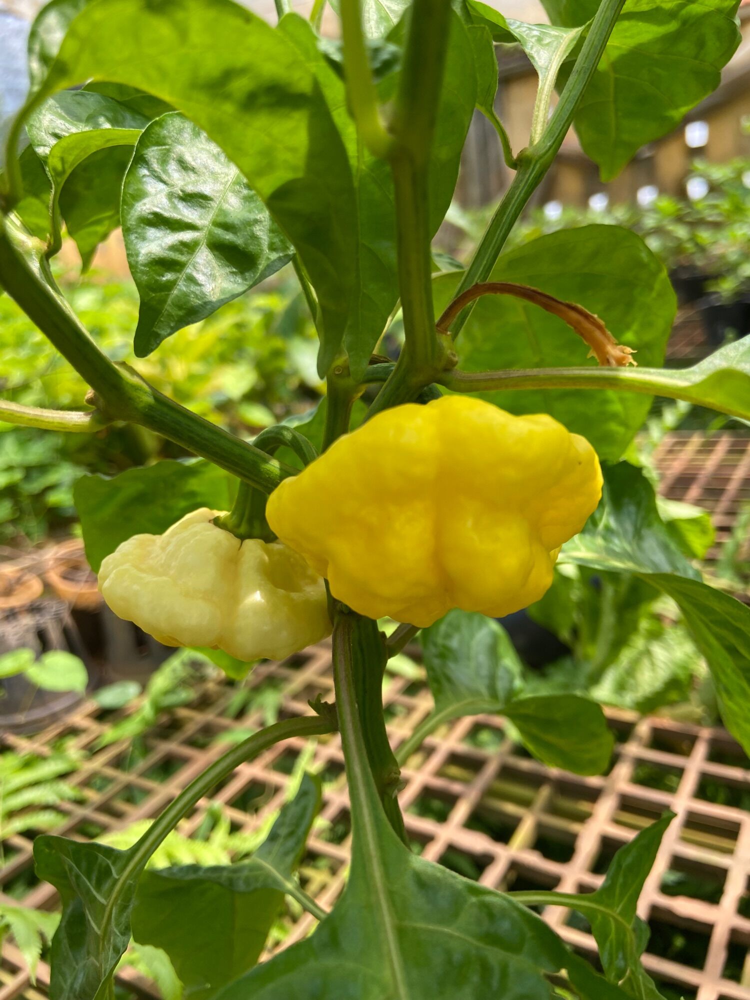 Cây ớt ks lemon starburst