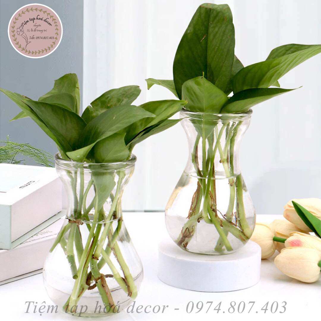 Bình trồng cây thuỷ sinh để bàn