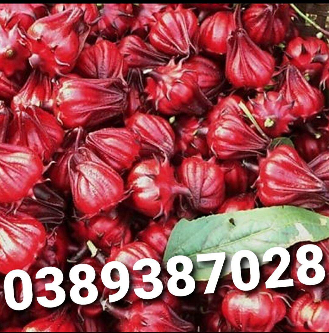 Hạt giống cây bụp giấm,20g