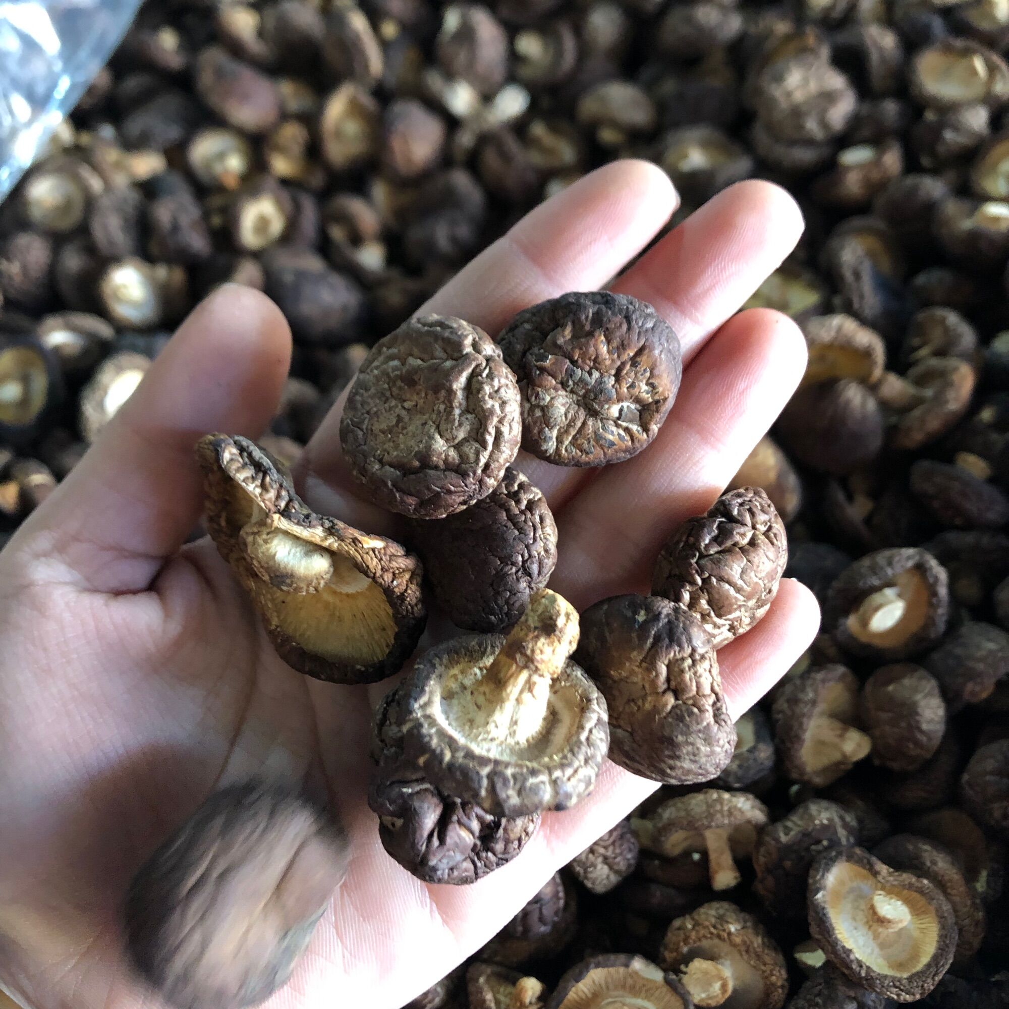 Nấm hương cúc - nấm đông cô
