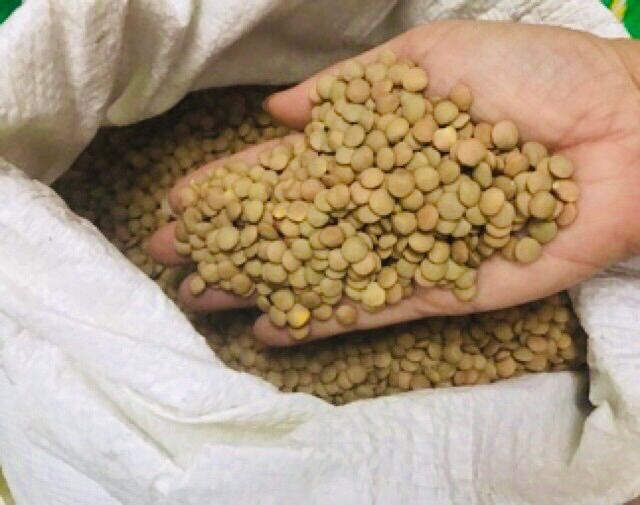 1kg đậu Lăng xanh hữu cơ Canada