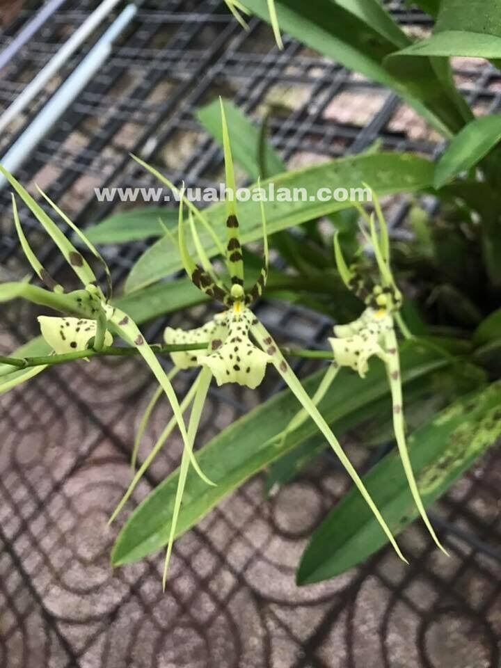 [HCM]Vũ Nữ Nhện Xanh