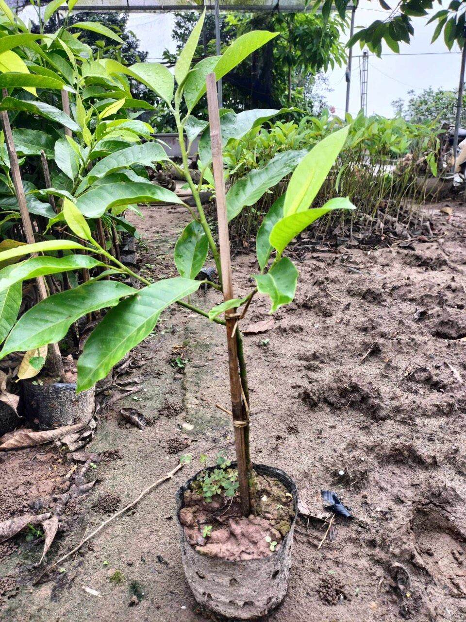 Cây giống Ngọc Lan hoa vàng, hoa trắng
