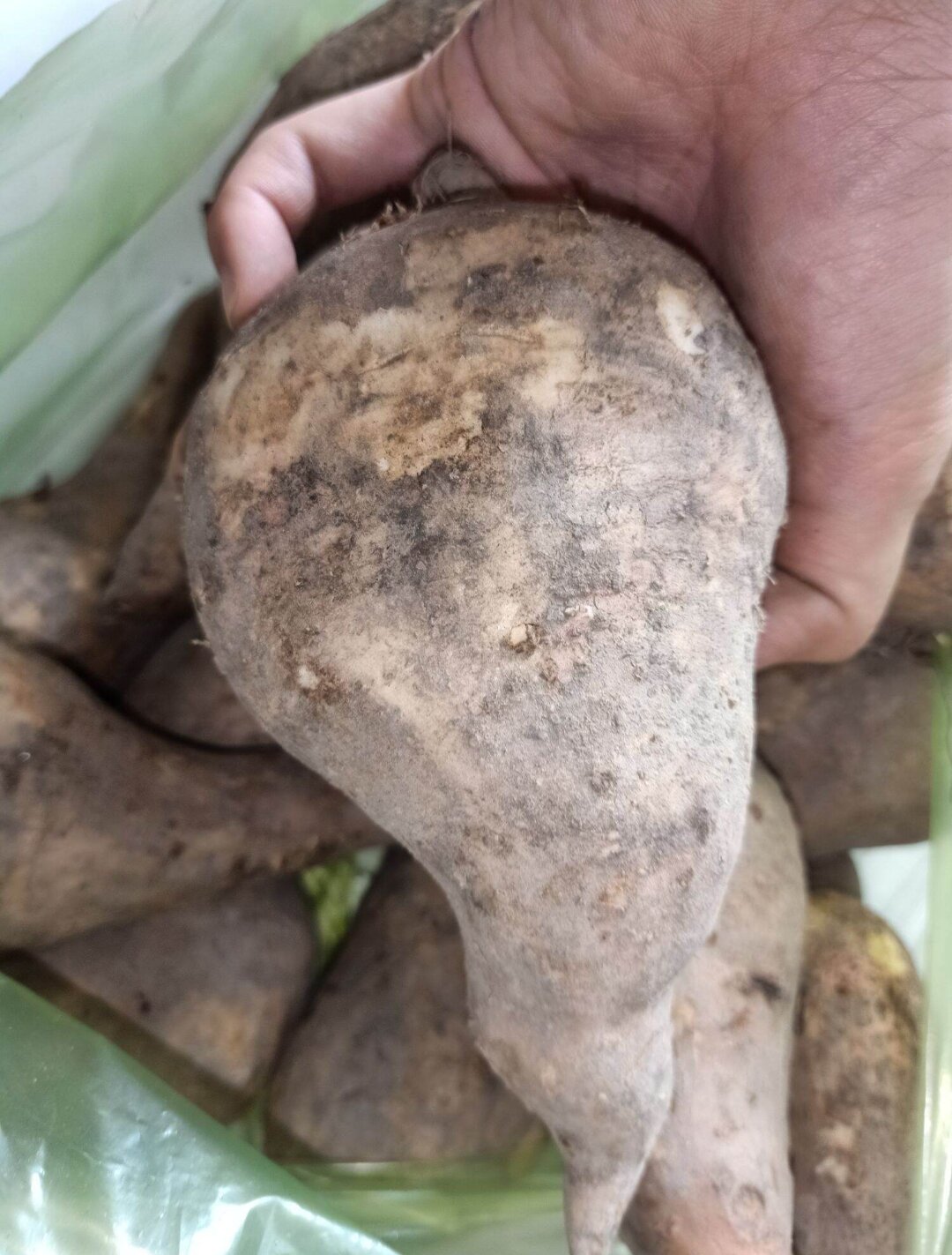 Khoai lang sữa ú nu mới nhổ-500gram