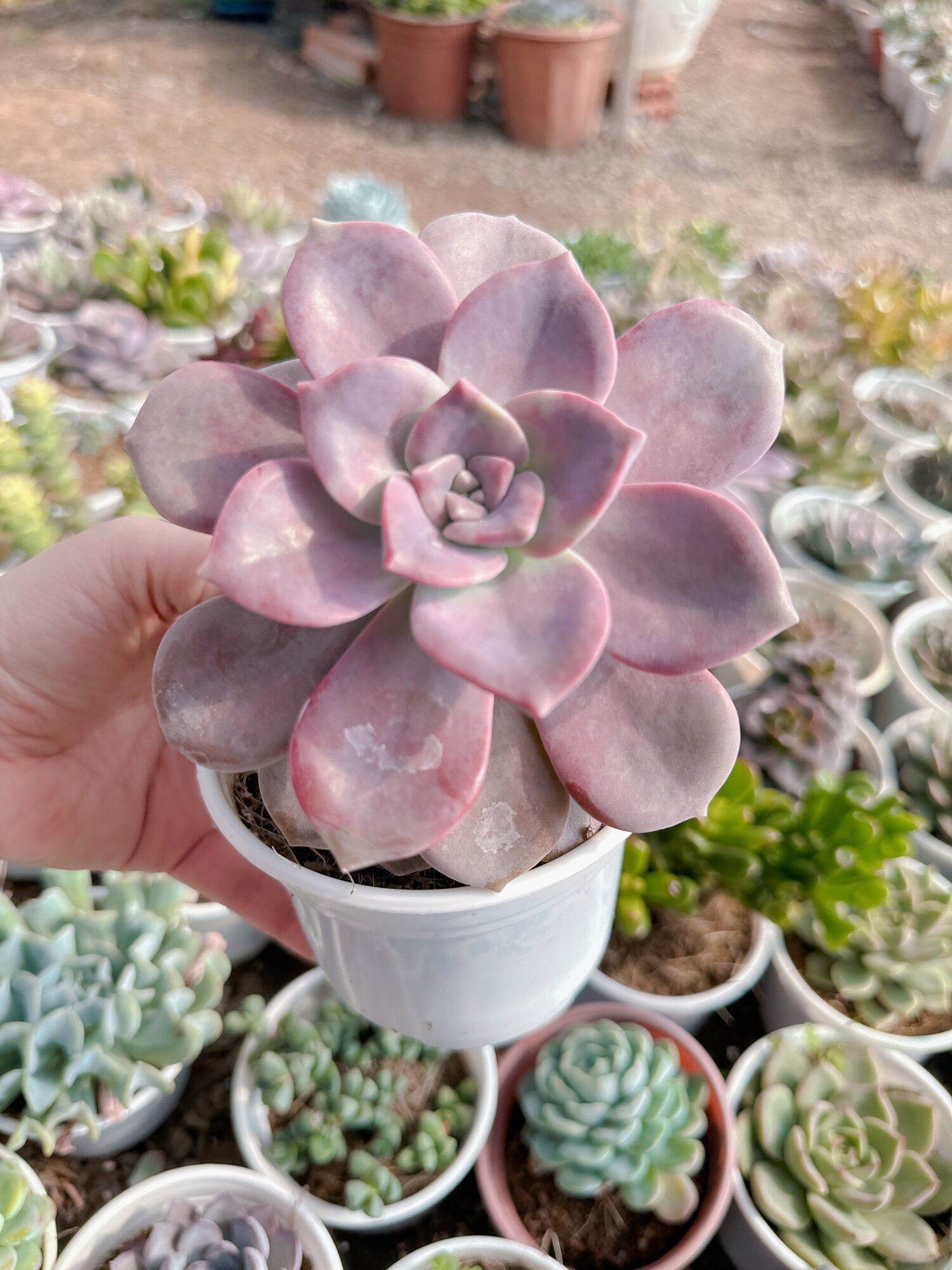 Sen đá hồng mập size trung 5-7 cm