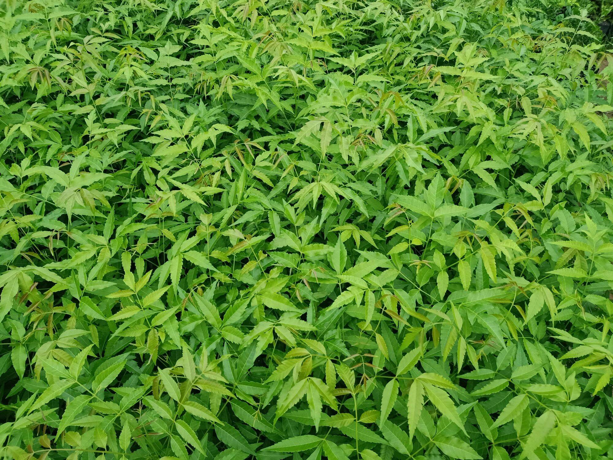 Cây Sầu đâu ăn lá