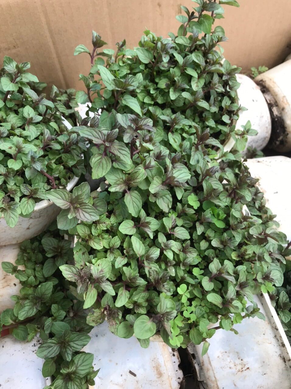 Bạc hà chocolate mint chậu lớn