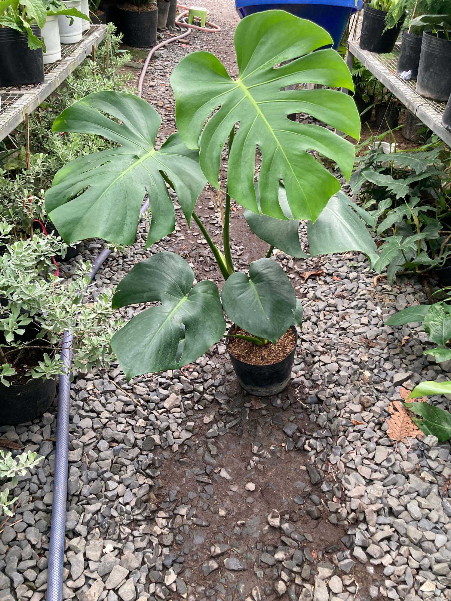 Trầu bà lá xẻ- trầu bà Nam Mỹ -Monstera