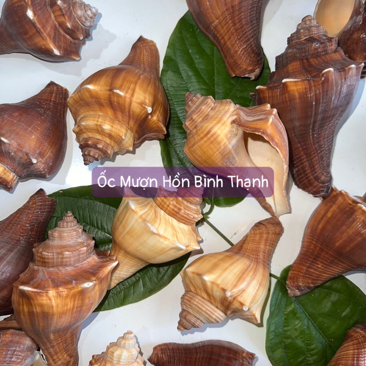 Vỏ ốc đùi gà - phụ kiện dành cho ốc mượn hồn - omhbt