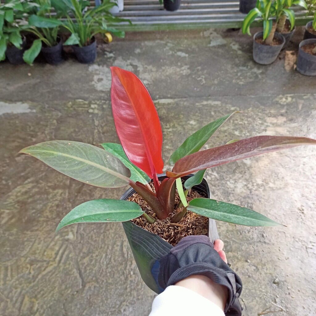 Cây trầu bà đế vương đỏ nâu lá nhọn