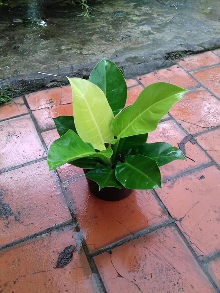 Cây trầu bà đế vương vàng